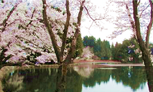 お松の池の桜並木