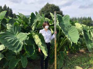 背丈を超える巨大な里芋の葉