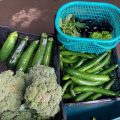 続々と収穫！龍氣農園の夏野菜