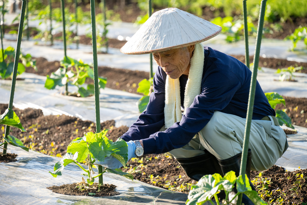 自家農園の有機肥料栽