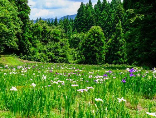 上の原菖蒲園