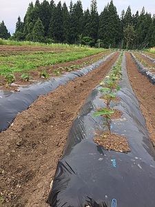 龍氣農園の野菜づくり