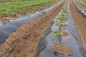 龍氣農園の野菜づくり