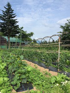 龍氣農園の野菜