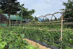 龍氣農園の野菜