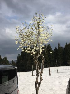 満開のこぶしの花