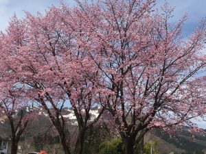 龍氣の桜が満開です