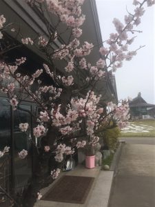 桜も見頃です