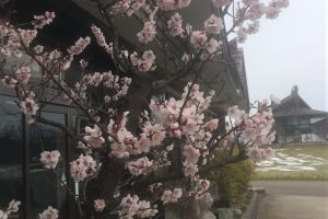 桜も見頃です