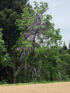 藤の花