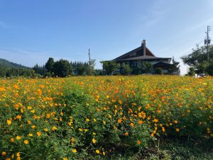 オレンジ色の花たち