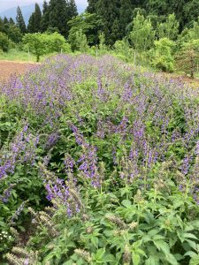 薬草タンジン（丹参）の花