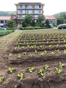 白菜の苗植え