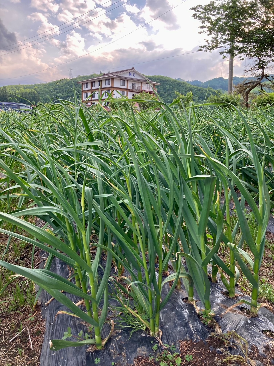 龍氣のニンニク畑