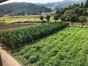 龍氣の里芋畑